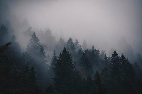 nordic neutral tree line for inspiration